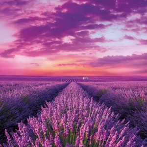 Puzzle 1000 elementów. High Quality Collection. Lawendowe pole