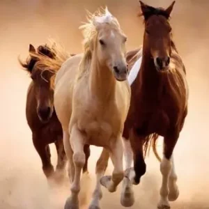 Puzzle 1000 elementów. High Quality High Quality Collection. Konie