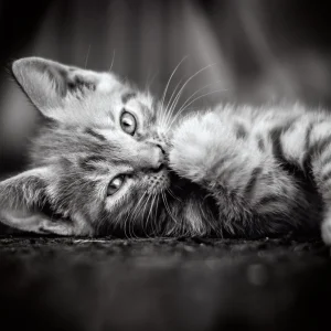 24054f-puzzle-1000-elementow.webp Puzzle 1000 elementów. High Quality Collection. Kot