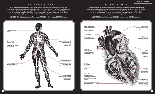 Gabinet anatomii