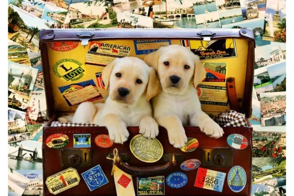 Puzzle 1000 elementów. Dwa podróżujące szczeniaki