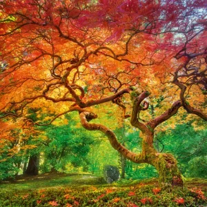 Puzzle 1000 elementów. Kolorowy las 30530