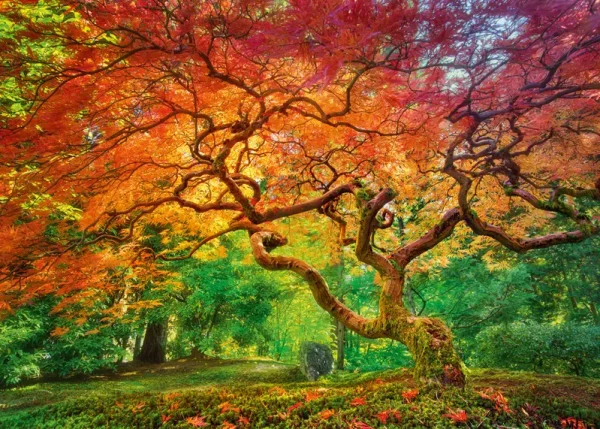 Puzzle 1000 elementów. Kolorowy las 30530