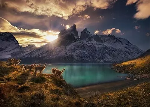 cc7e6d6-puzzle-1000-elemento.webp Puzzle 1000 elementów. Guanacos