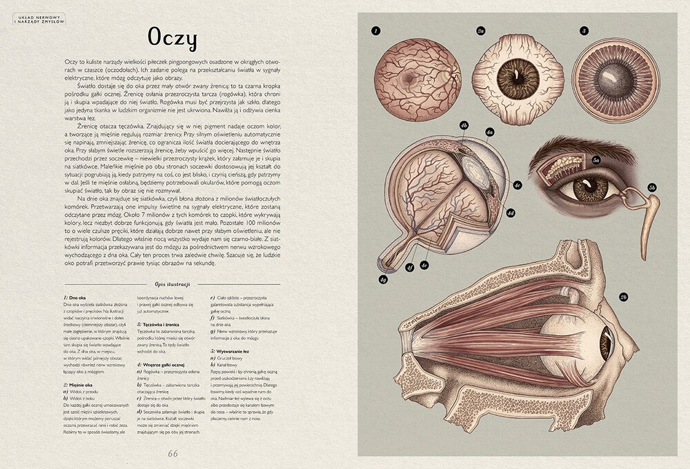Anatomicum. Muzeum Anatomii – zdjęcie 2