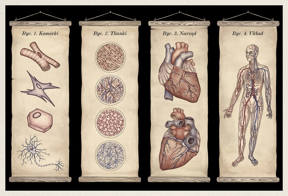 Anatomicum. Muzeum Anatomii – zdjęcie 4