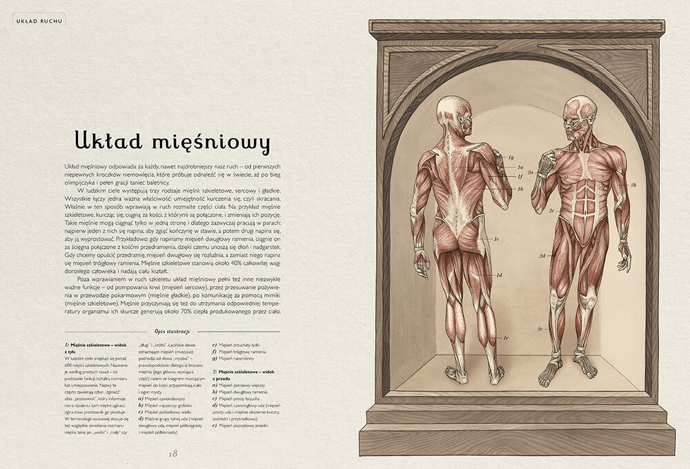 Anatomicum. Muzeum Anatomii – zdjęcie 3