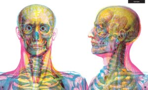 Gabinet anatomii – zdjęcie 2