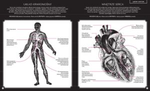 Gabinet anatomii – zdjęcie 4