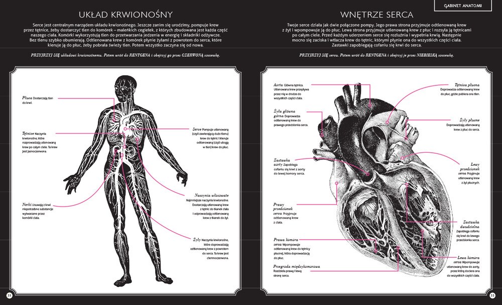 Gabinet anatomii – zdjęcie 4