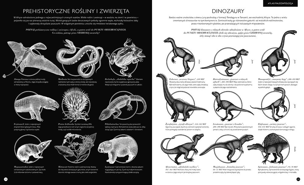 Gabinet dinozaurów – zdjęcie 2
