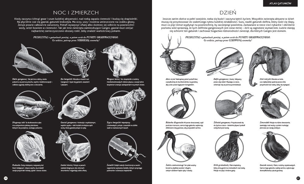 Gabinet zoologii – zdjęcie 2