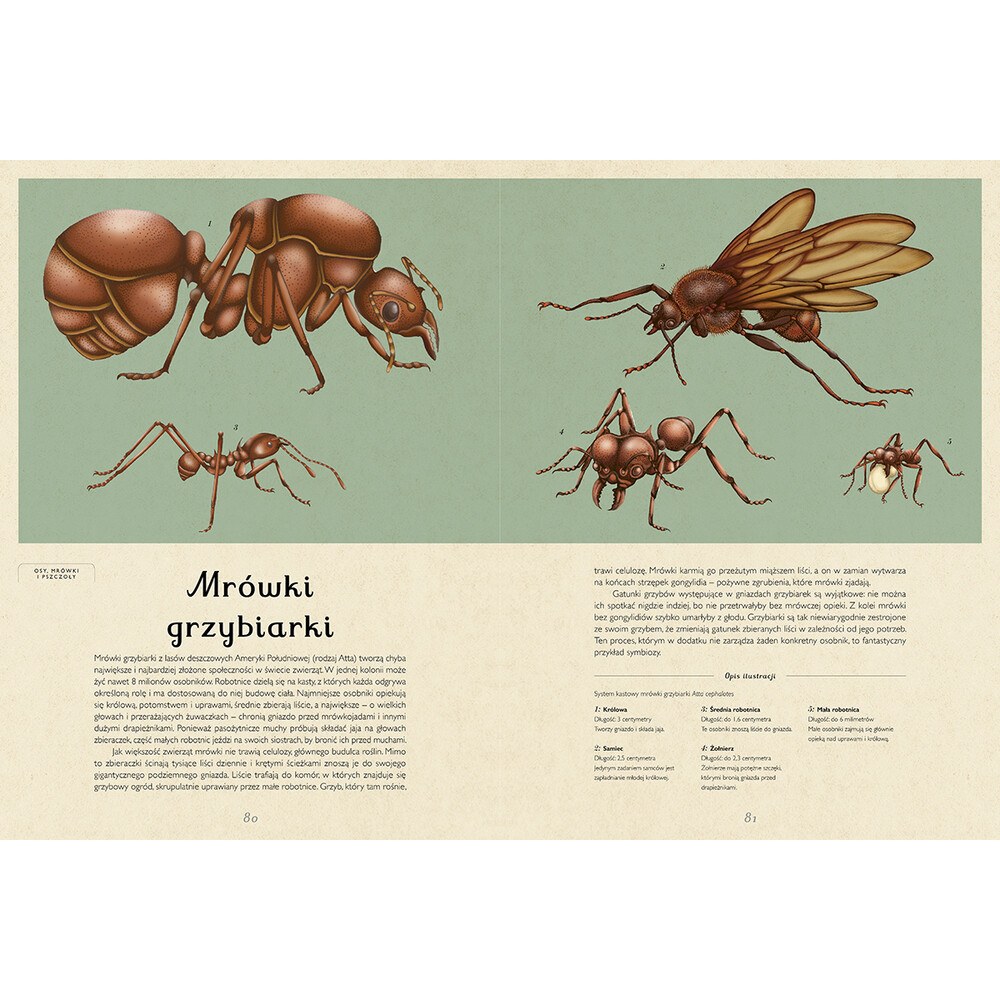 Insektarium. Muzeum Owadów – zdjęcie 2