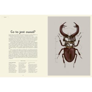 Insektarium. Muzeum Owadów – zdjęcie 4