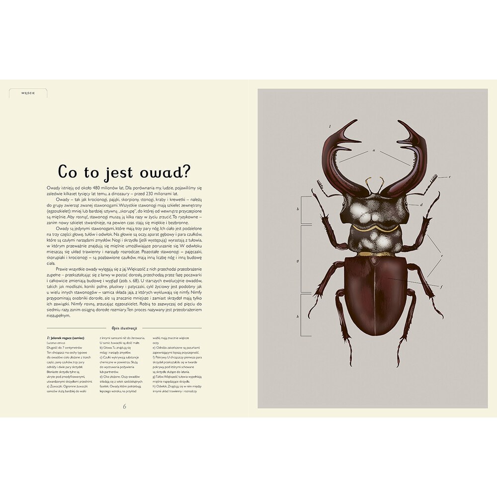 Insektarium. Muzeum Owadów – zdjęcie 4