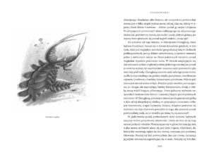 Minione światy – zdjęcie 2