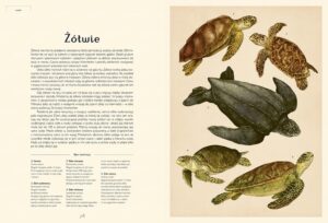 Oceanarium. Muzeum Oceanu – zdjęcie 2