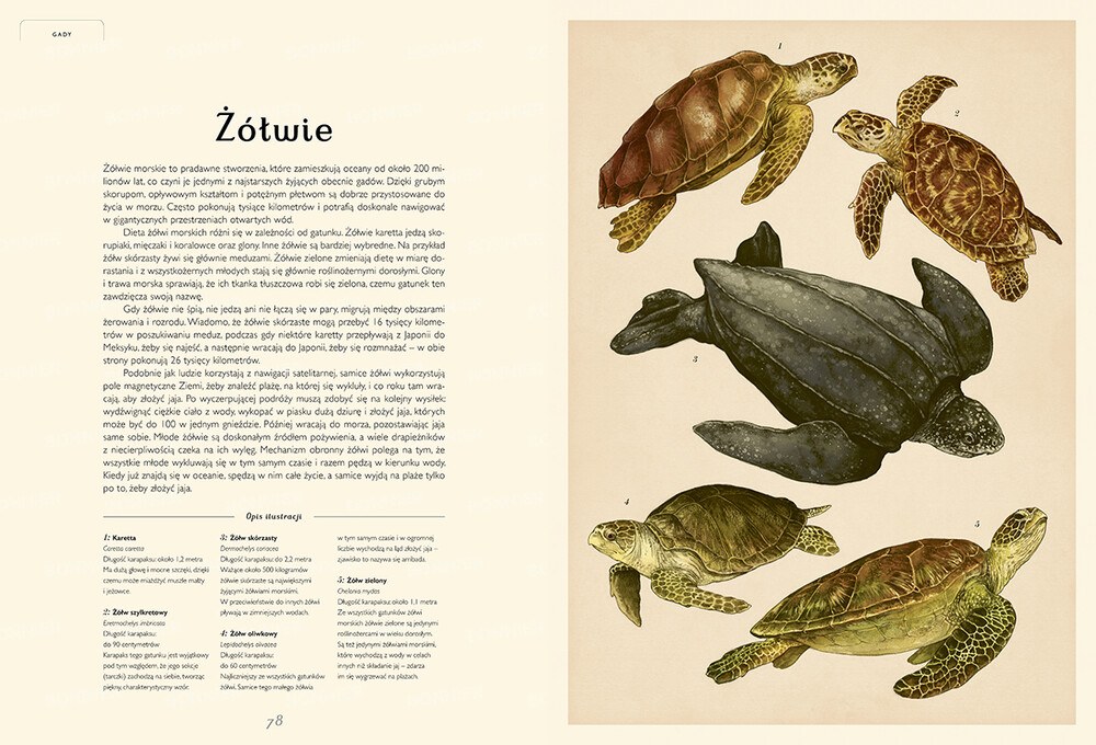 Oceanarium. Muzeum Oceanu – zdjęcie 2