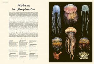 Oceanarium. Muzeum Oceanu – zdjęcie 4