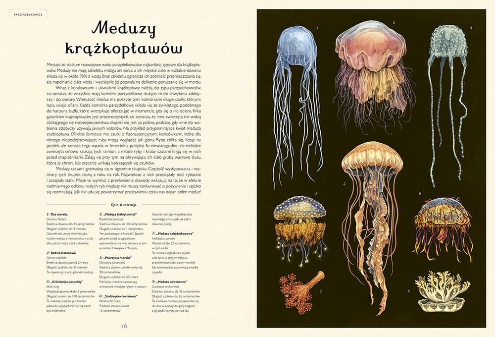 Oceanarium. Muzeum Oceanu – zdjęcie 4